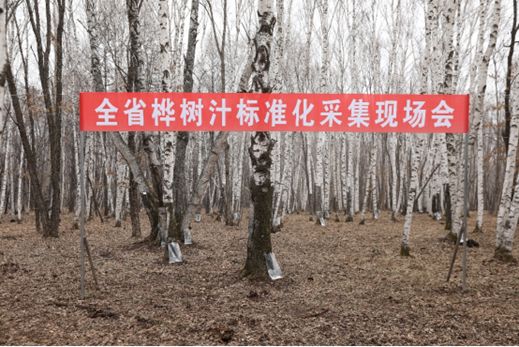 白桦树汁变身“液体黄金”林间原液身价暴涨(图4)