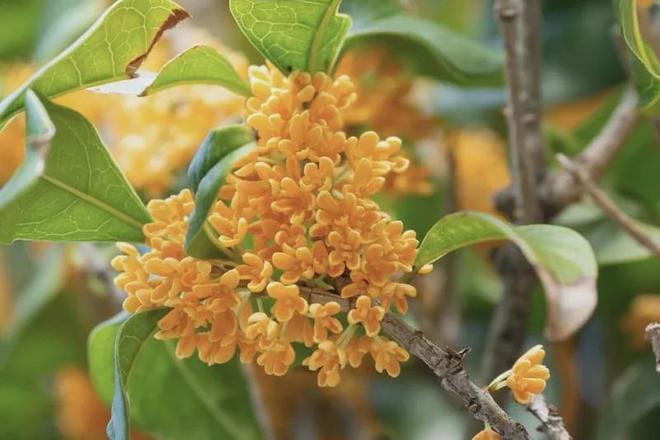 黄飞鸿都得灌两大碗！宝芝林出了“夏日救命水”(图17)